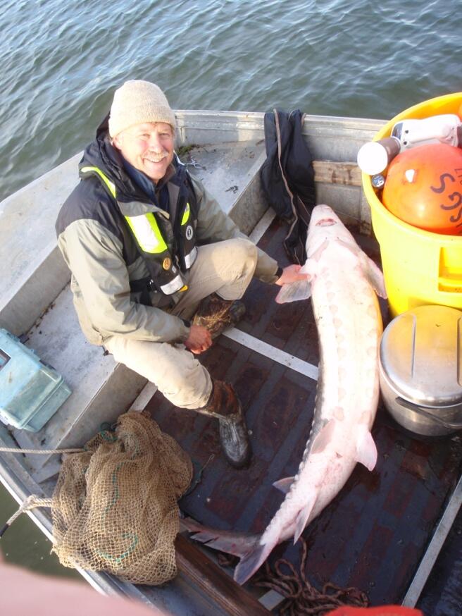 Alex Haro working with Atlantic sturgeon