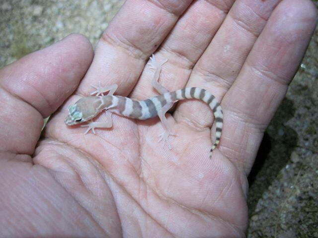 Hatchling Desert Banded Gecko (Coleonyx variegatus variegatus)