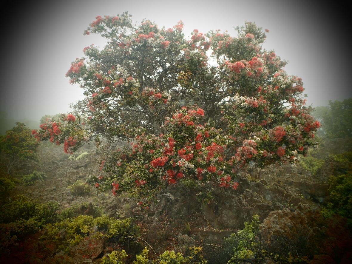 An ‘Ōhi’a tree covered in bright red leha flowers in the Kahuku unit of Hawai'i Volcanoes National Park.