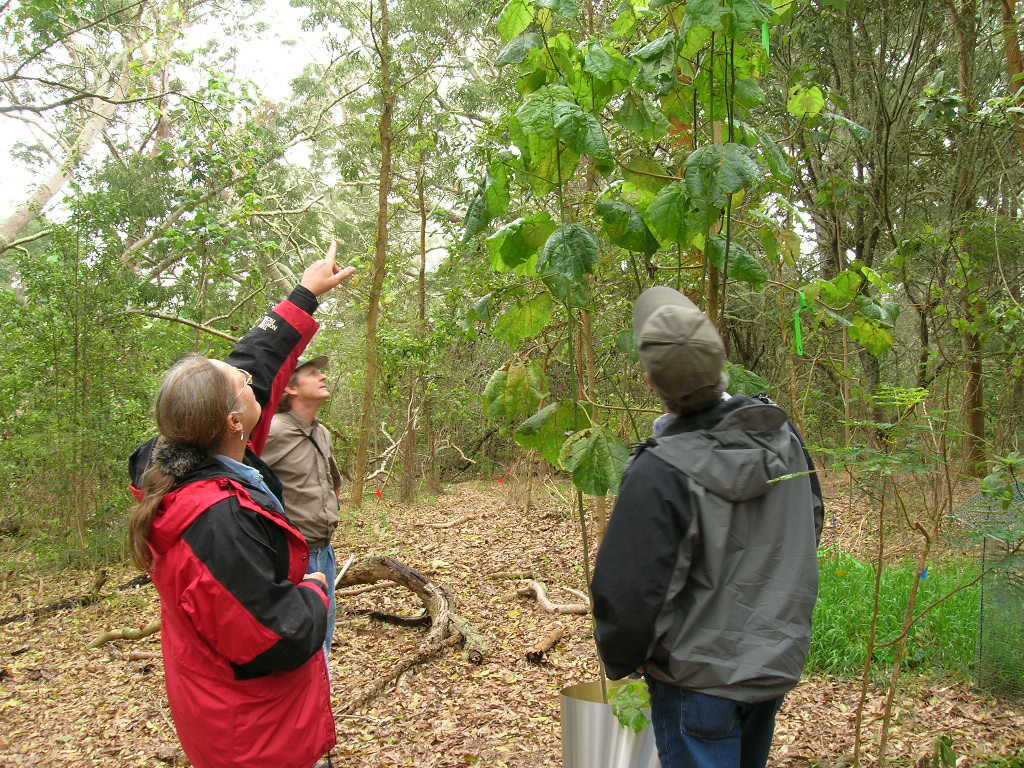 Vegetation study, Hawaii