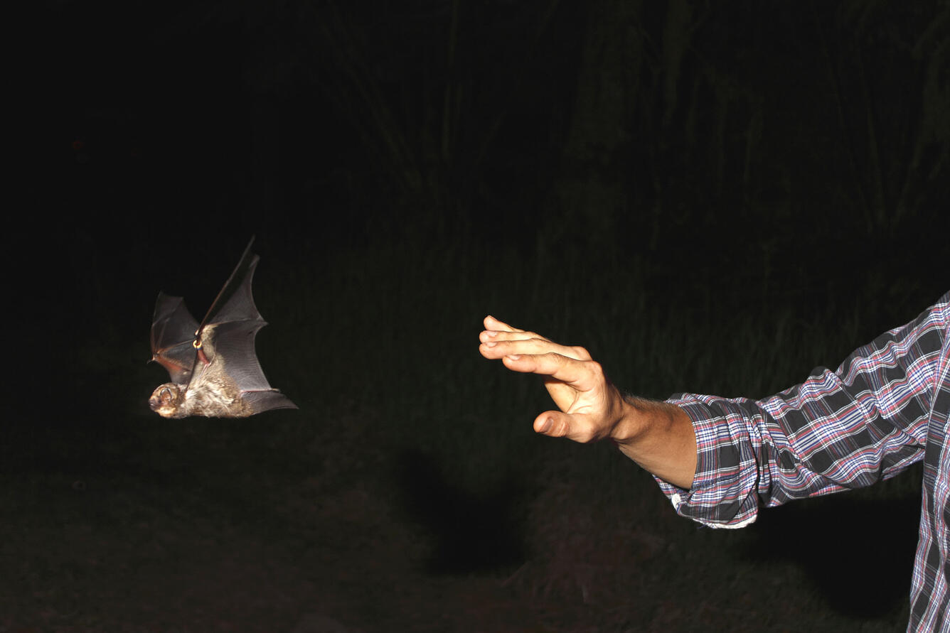 Hawaiian hoary bat flying away after processing