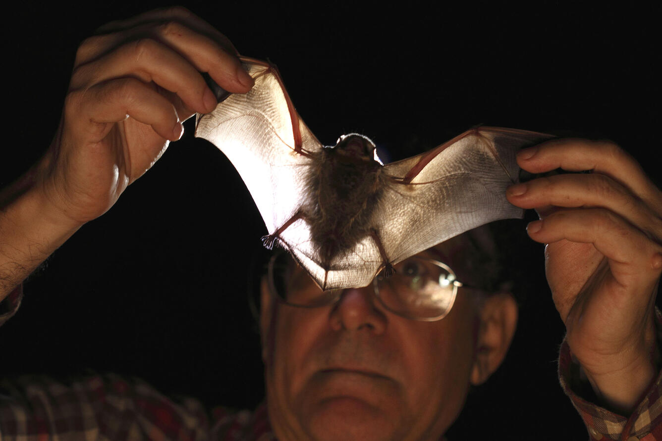 Dr. Frank Bonaccorso inspects a Hawaiian hoary bat