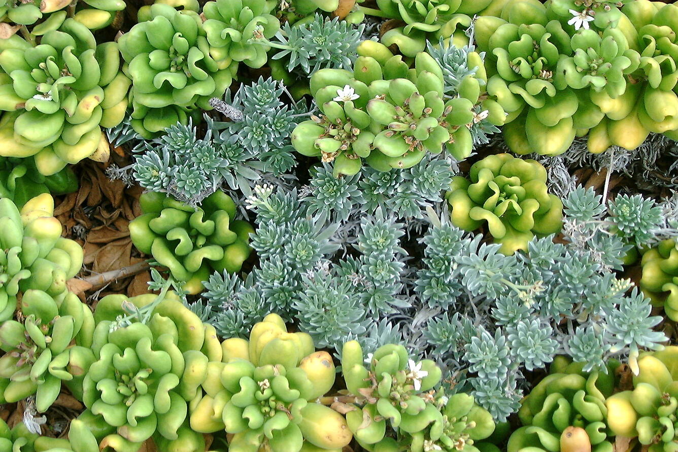 Close-up of coastal vegetation