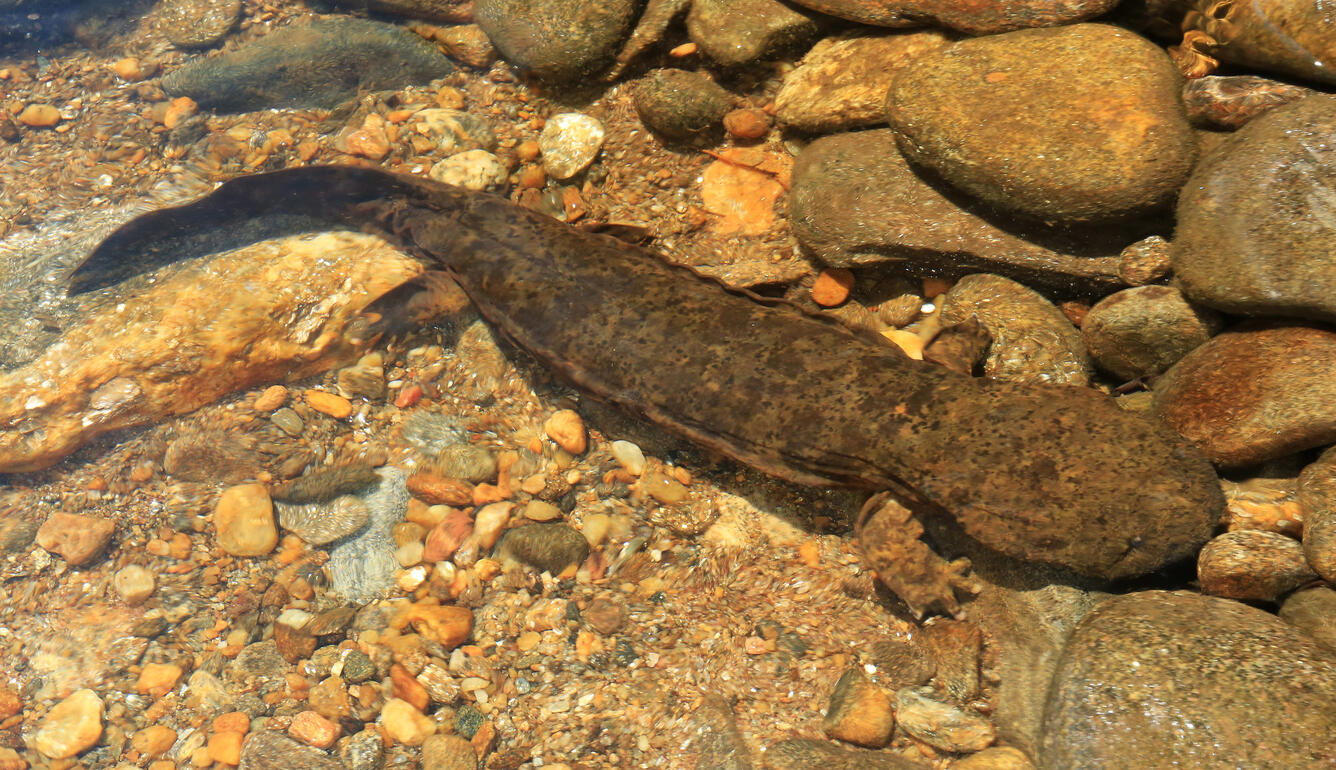 Cryptobranchus alleganiensis - Hellbender