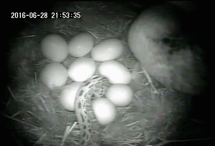 A mother duck returns to her nest while a gopher snake is in the nest at night and the duck sits on the snake
