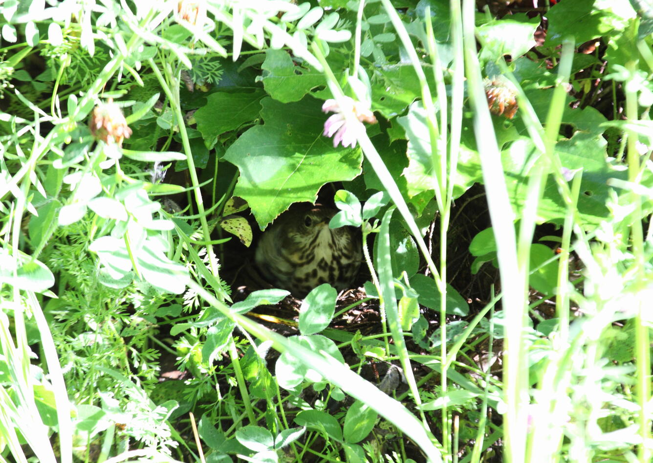 Hermit Thrush,Catharus guttatus, on nest 