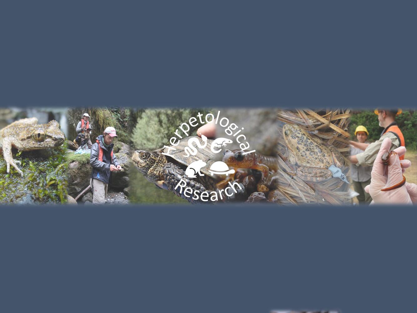 Photo collage showing herpetological research at the USGS FRESC