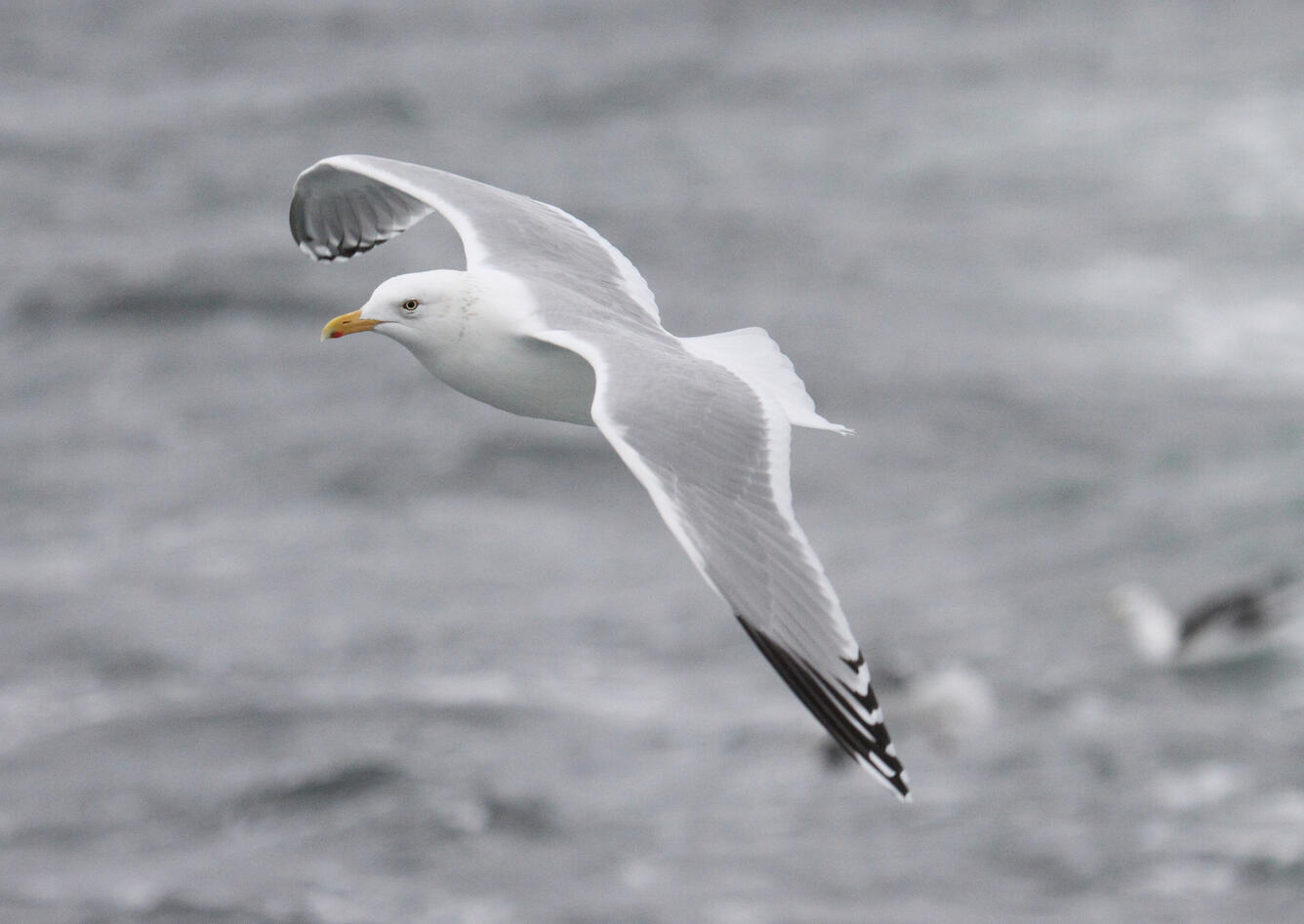 Herring Gull