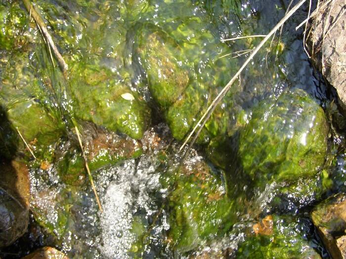 Greenish-brown slime on cobbles of the streambed in High Ore Creek, Montana