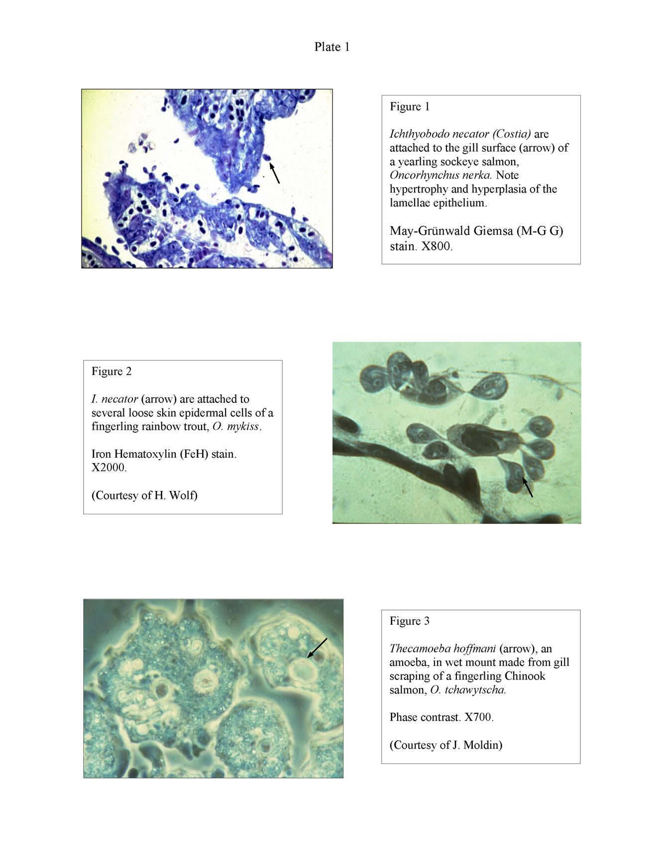 Histopathology - Plate 1 - Figures 1-3 Image File