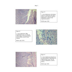 Histopathology - Plate 7 - Figures 19-21 thumb