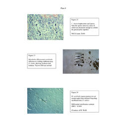 Histopathology - Plate 8 - Figures 22-24 thumb