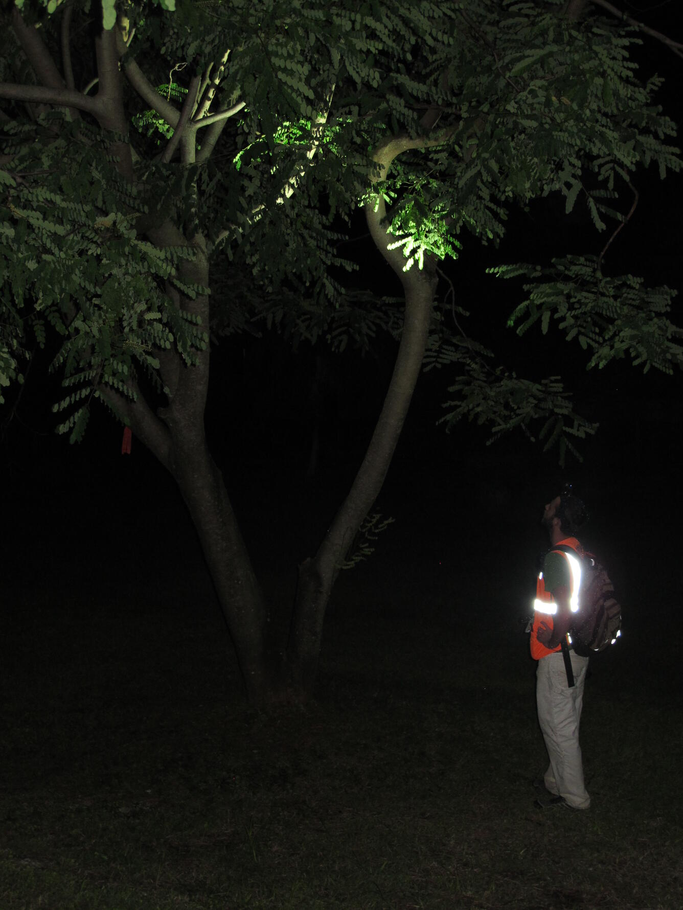 2016 Brown Treesnake Visual Survey, Saipan