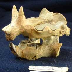 Epigaulus hatcheri horned rodent fossil