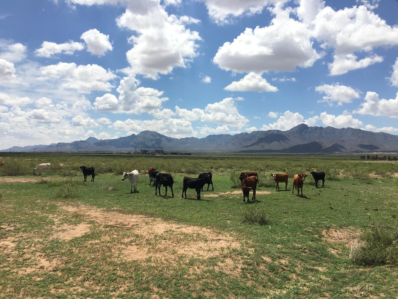Cows in Heuco Bolson