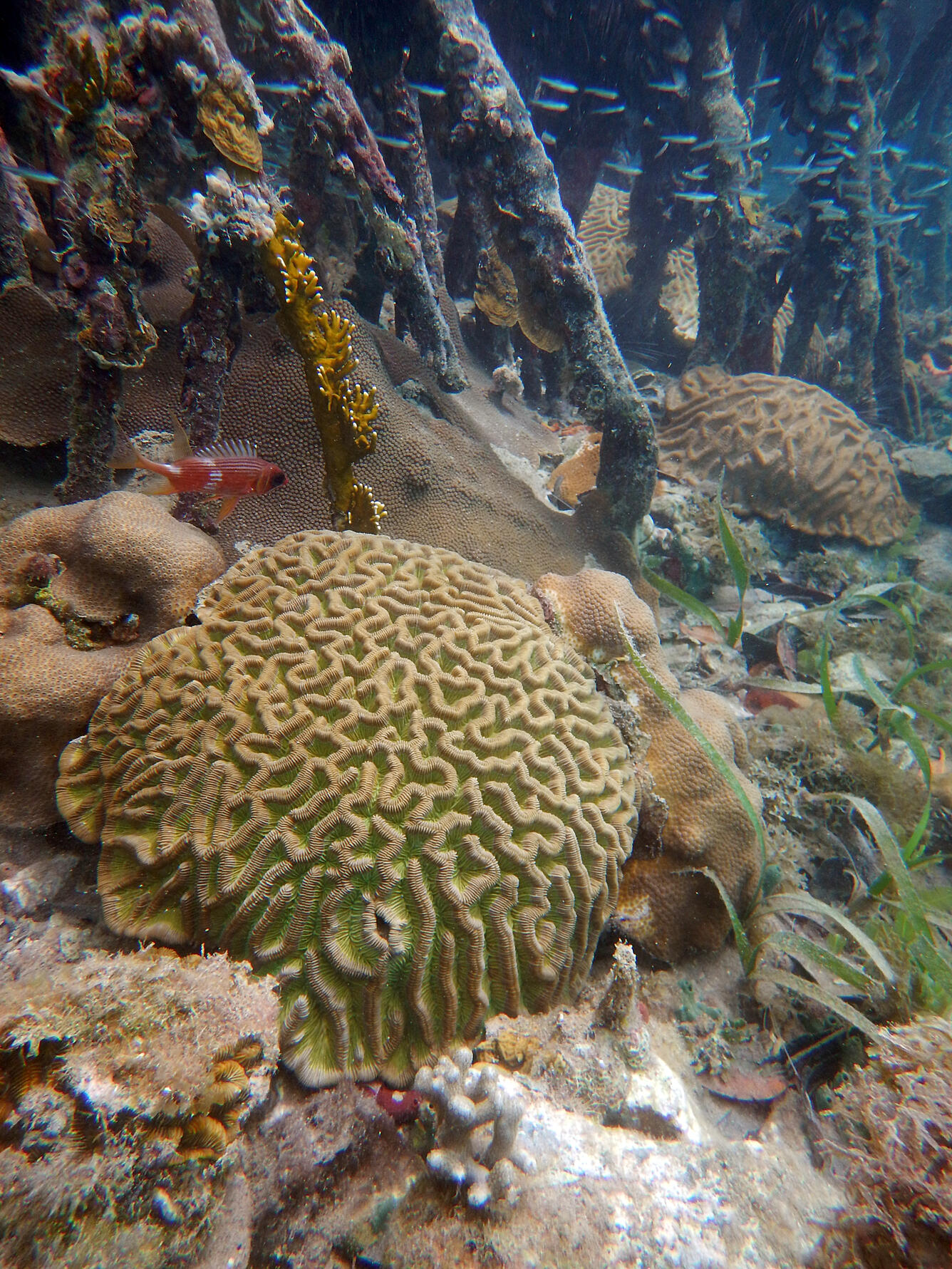 Brain corals, mangrove prop roots and squirrelfish