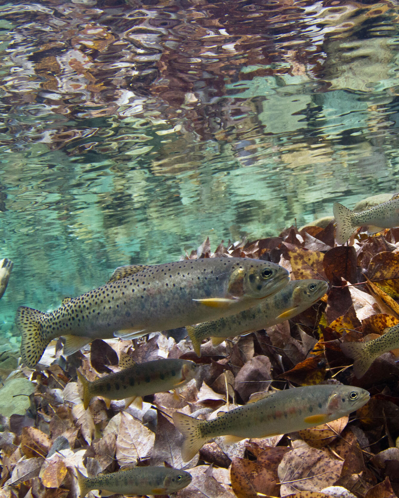 Native westslope cutthroat trout swim in the north fork of the Flathead River in northwestern Montana.