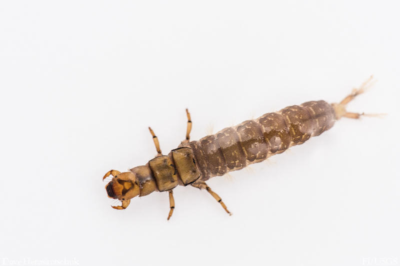 Caddisfly (Hydropsyche sp.)