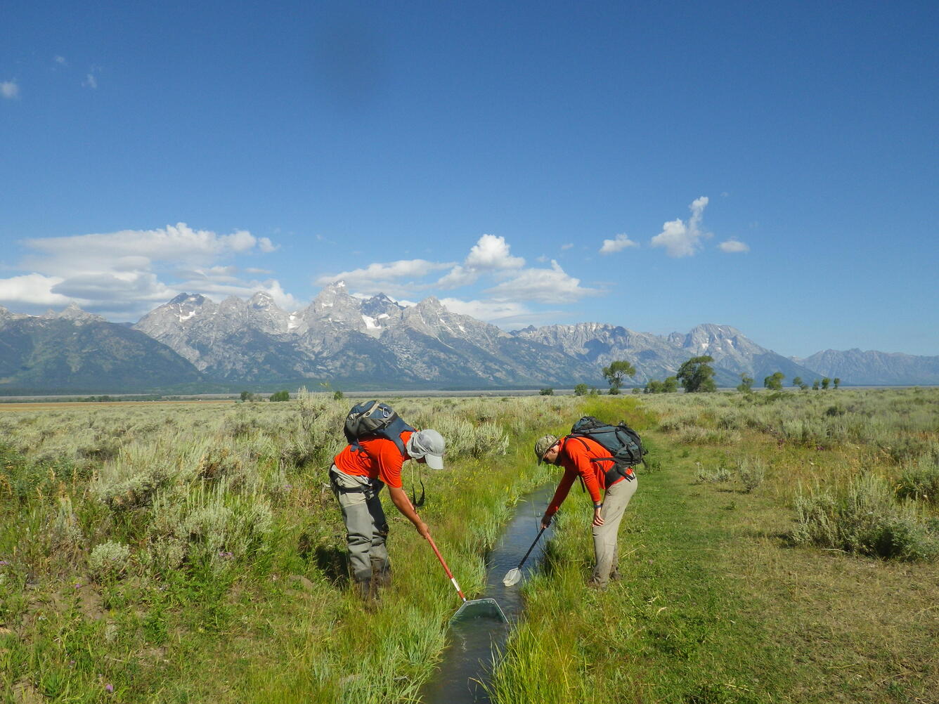 Scientists sample a stream for invasive species.