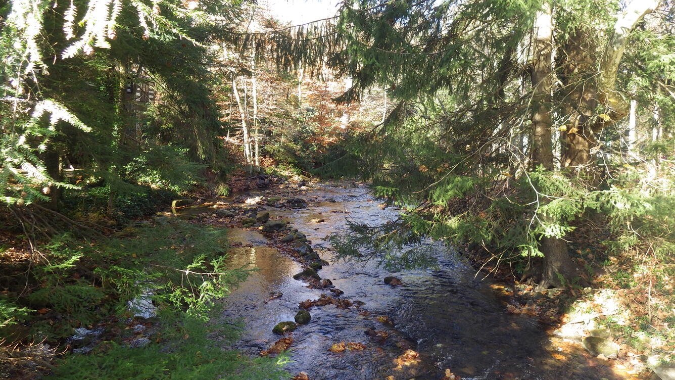 The scene is a small brook with clear water running around many cobbles and rocks. Hemlock boughs reach over the brook.