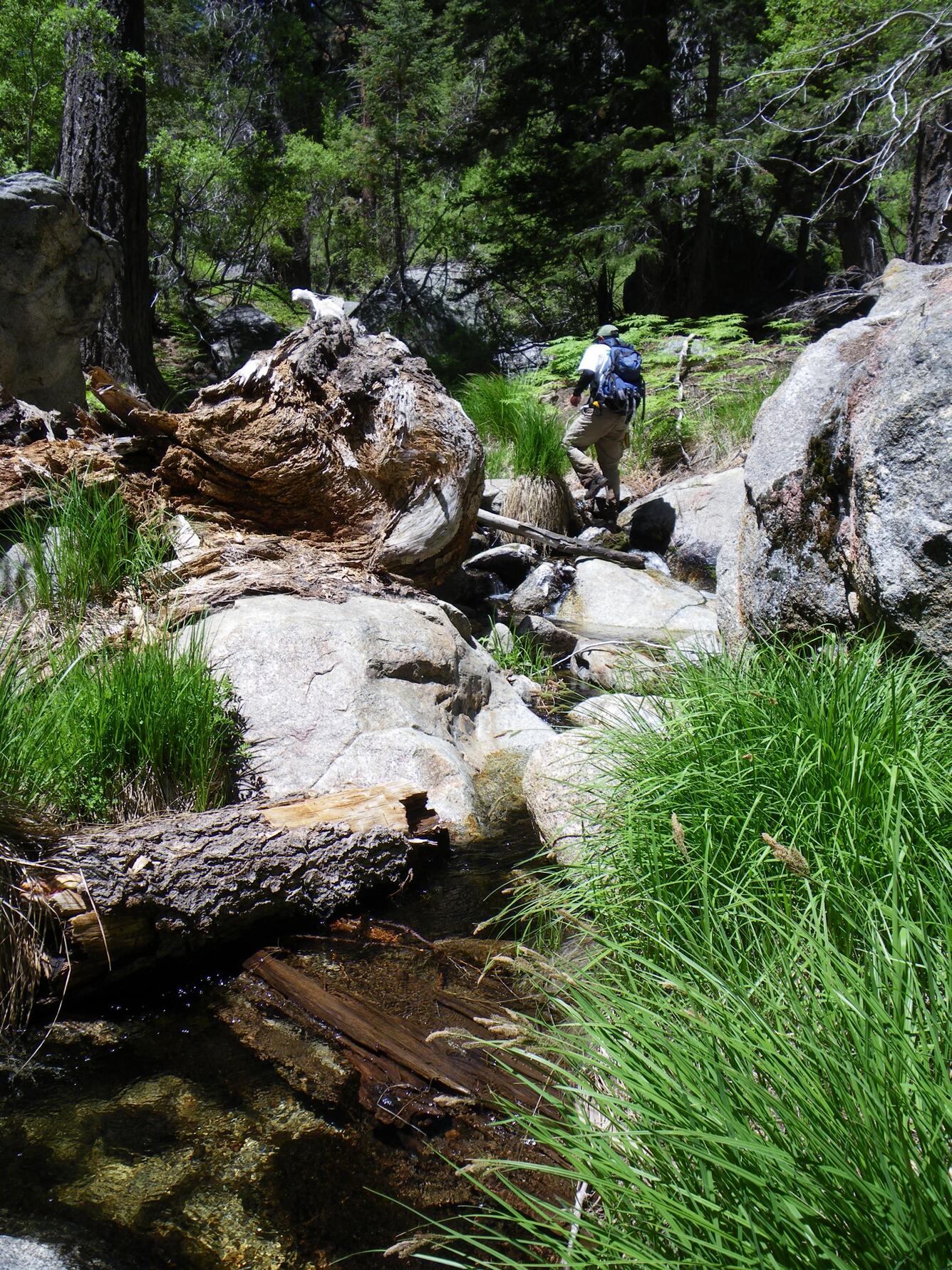 Searching for mountain yellow-legged frogs