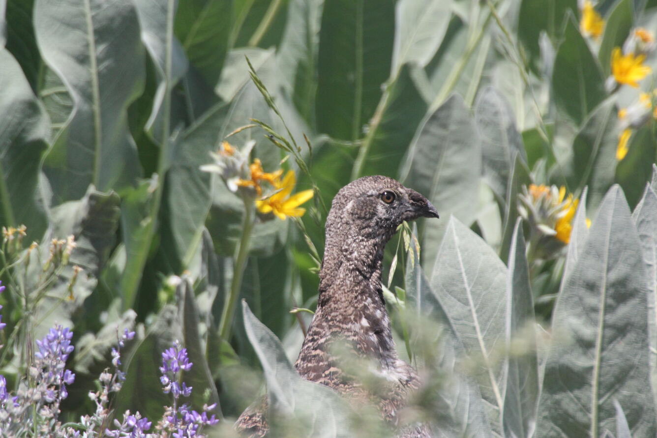 Photo of a female greater sage grouse in the Great Basin.