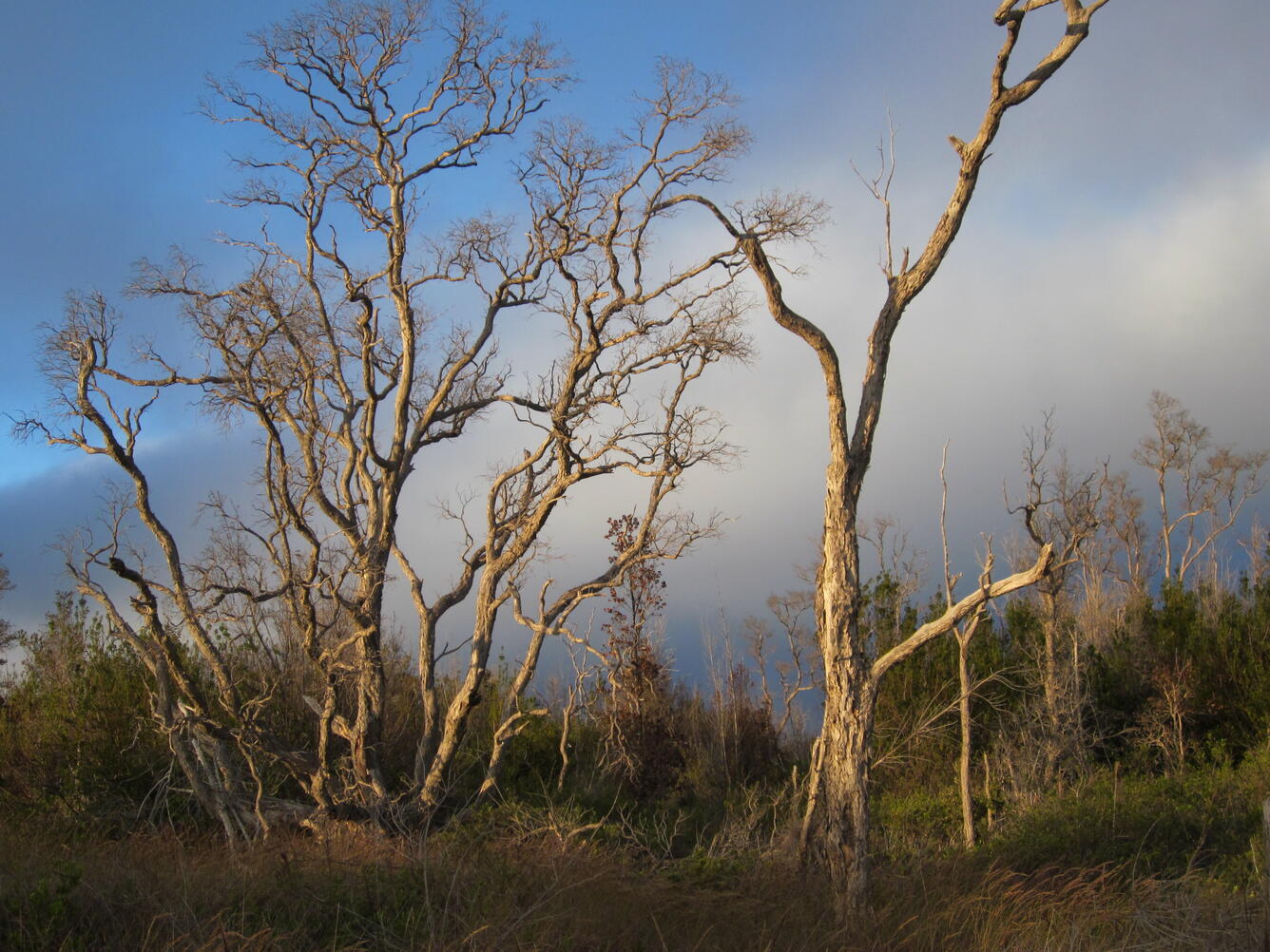 Ohia snags and invasive grasses in Hawaii Volcanoes National Park