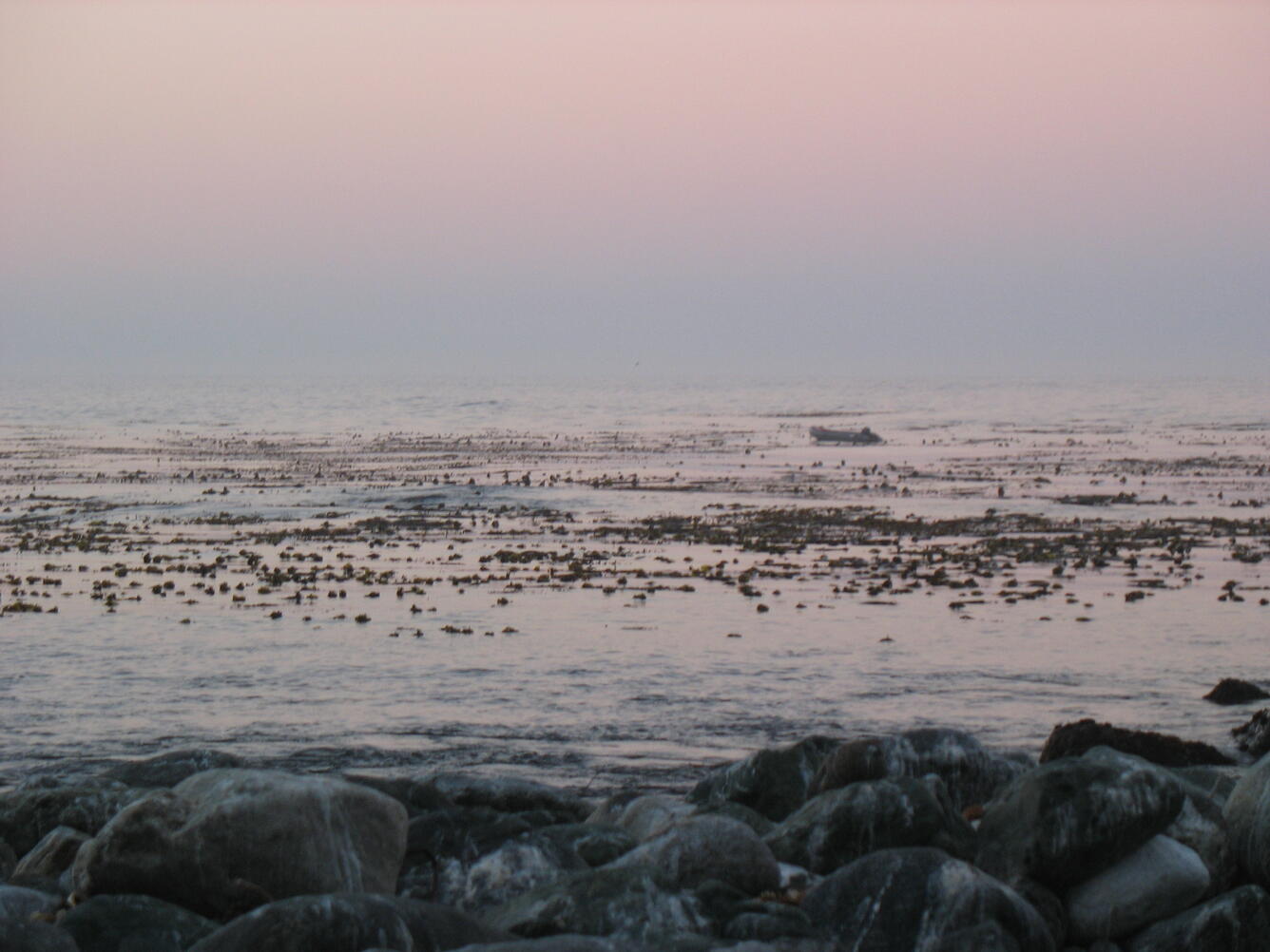 Counting sea otters (WERC)