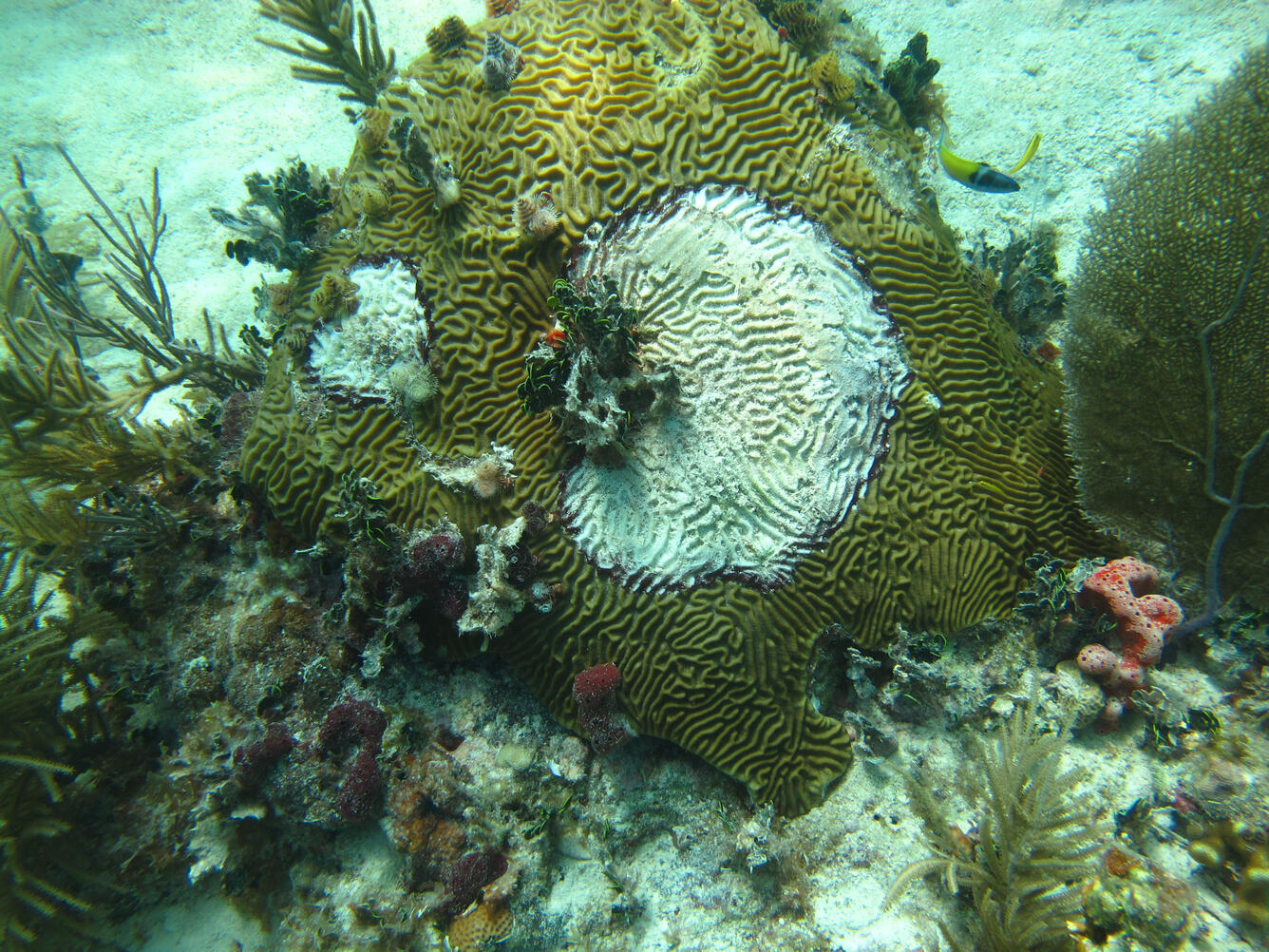 brain coral, Diploria clivosa, affected by black-band disease