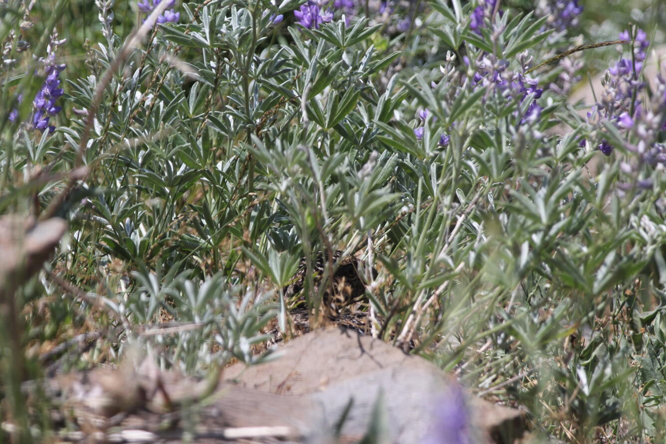 Sage grouse hiding