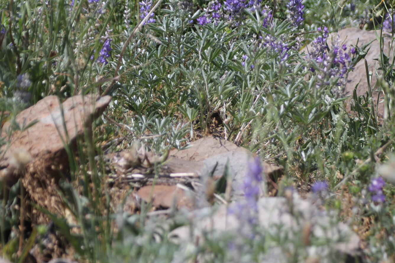 WERC Female Greater Sage-Grouse Hiding Pt2