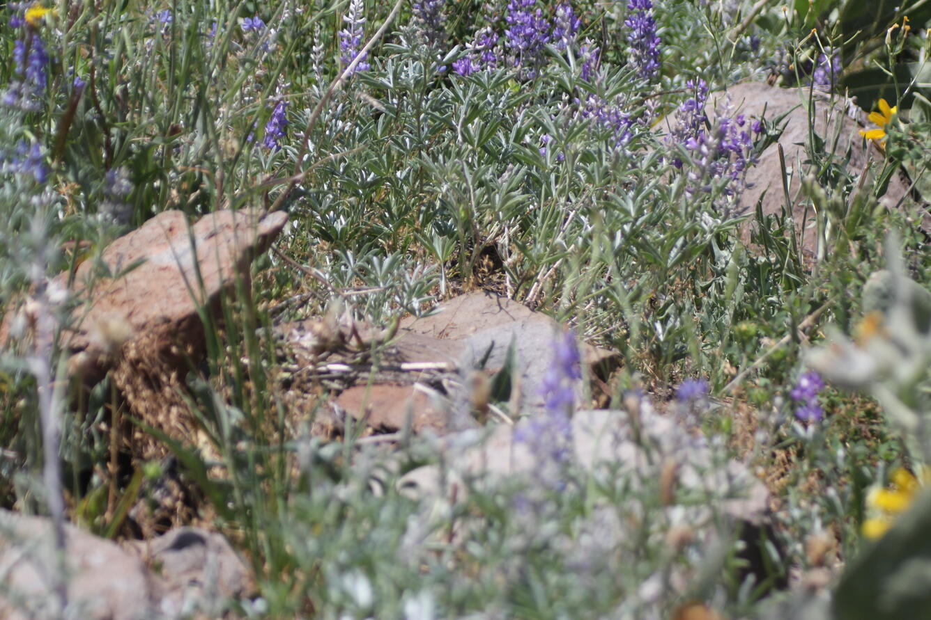Female sage-grouse hiding