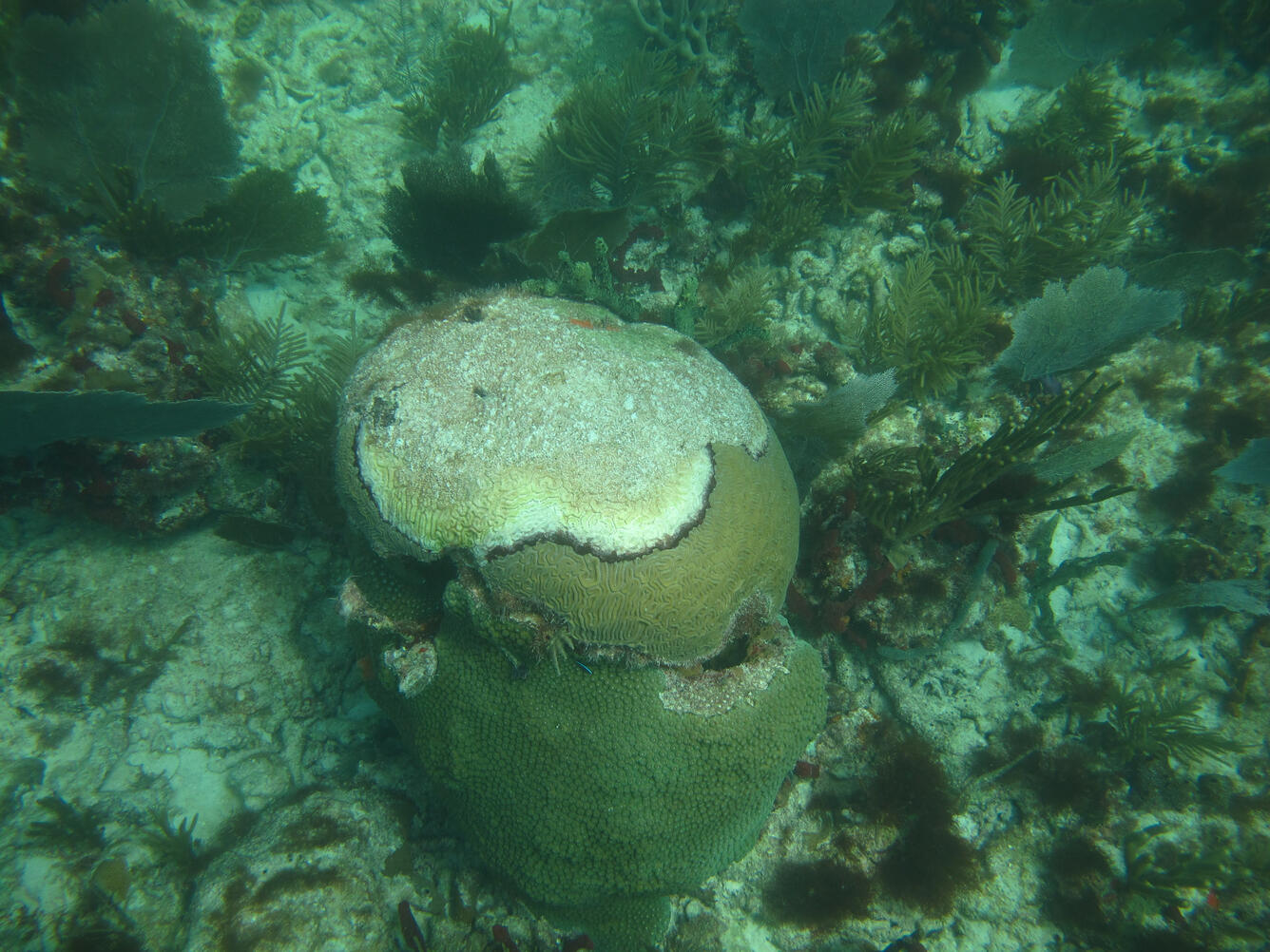 colony of grooved brain coral, Diploria labyrinthiformis, affected by black-band disease