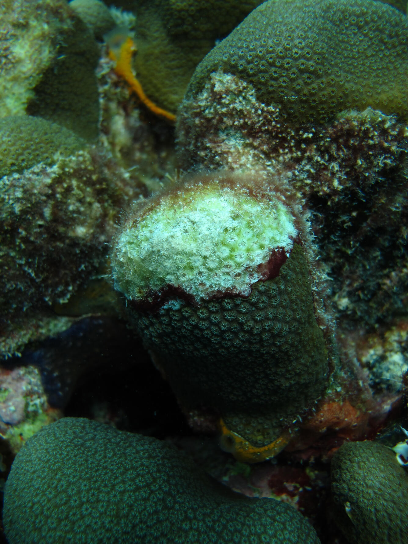 Lobed star coral affected by black-band disease