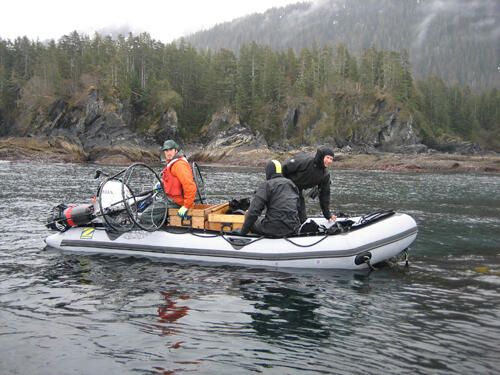 searching for sea otters