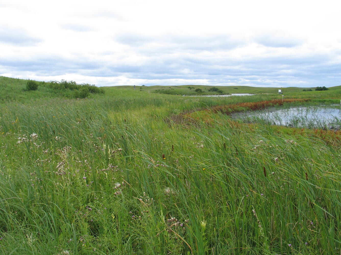 Wetlands at the Cottonwood Lake Study area in North Dakota