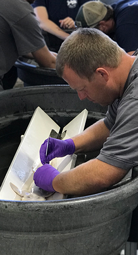 A U.S. Army Corps of Engineers crew member implants a shovelnose sturgeon