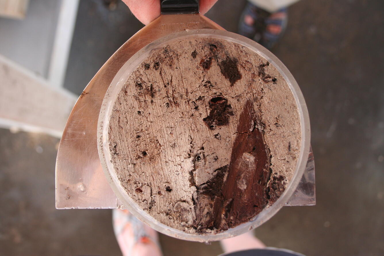 A 1cm slice of a sediment core sits on flat cutting tool