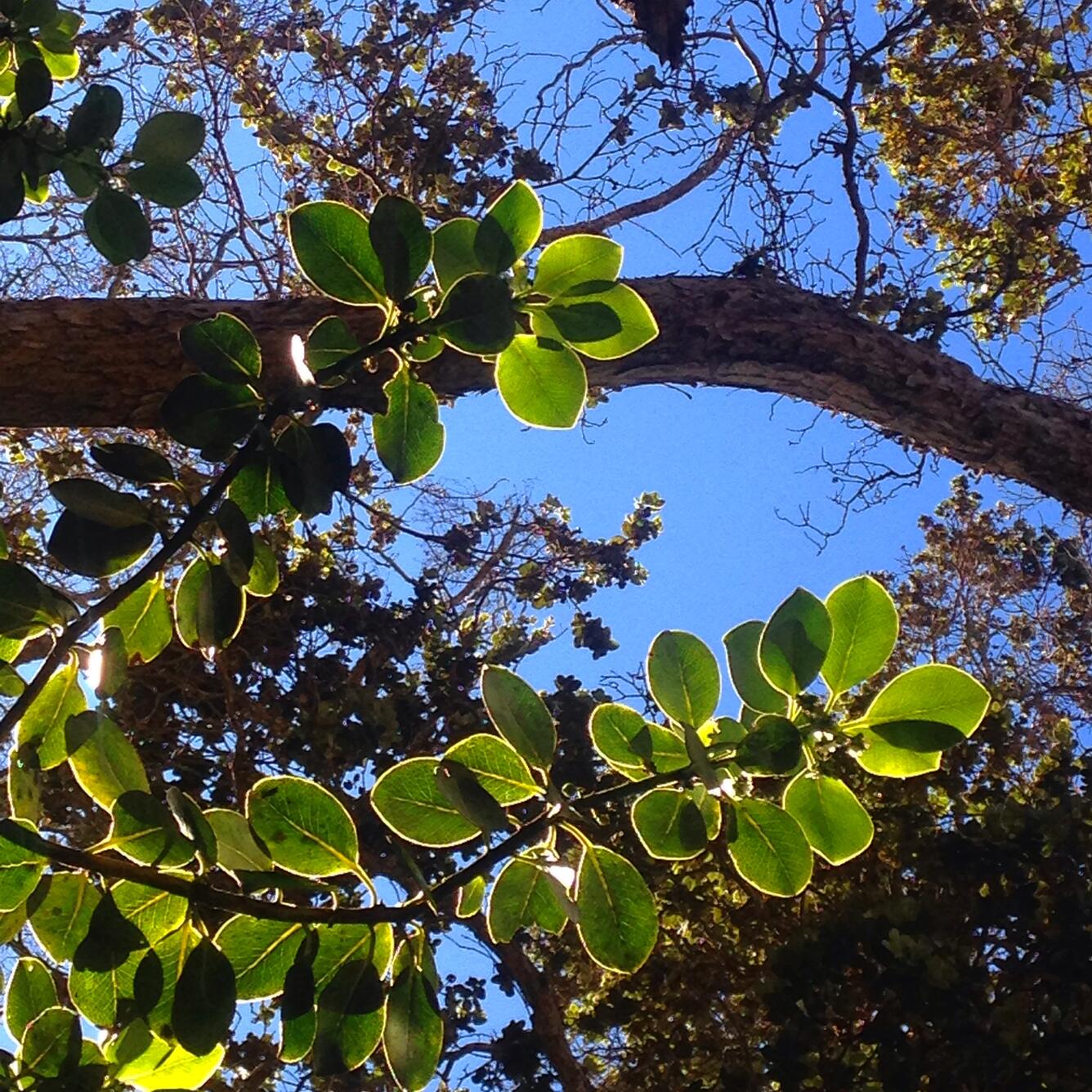 view of the forest canopy from below