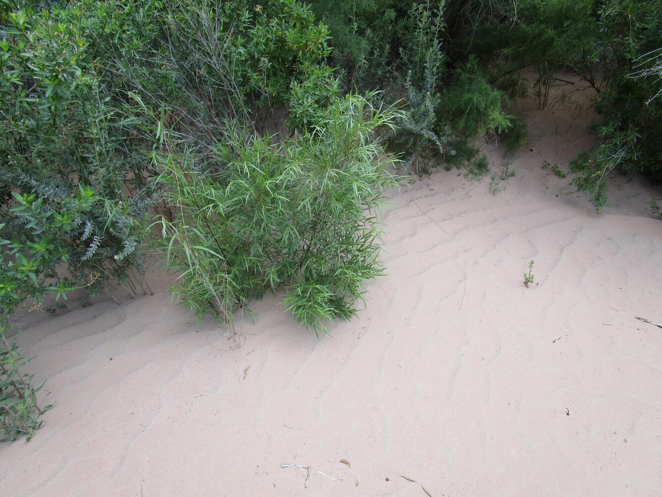 Woody plant species growing on a sand dune along the Colorado River in Grand Canyon.