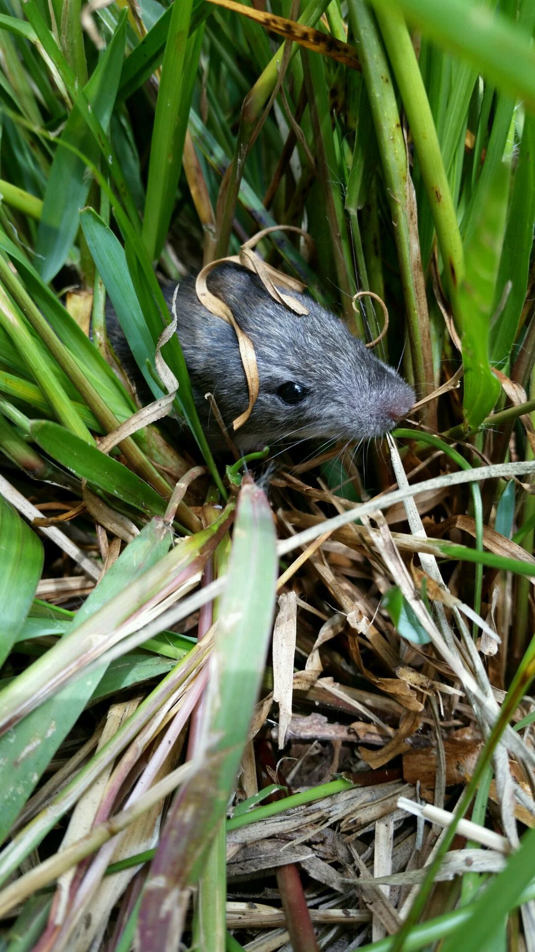 A rat peeks through the tall grass in Hawaii Volcanoes National Park
