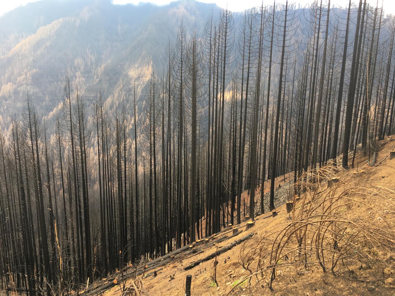 tanner creek after eagle creek fire