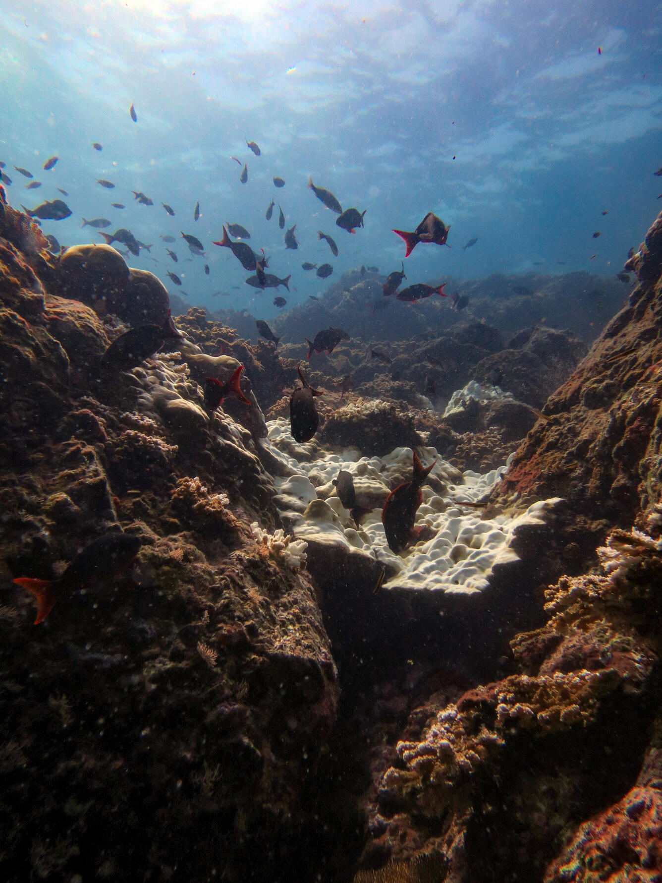 Photo shows white, bleached coral surrounded by brown coral, with fish swimming