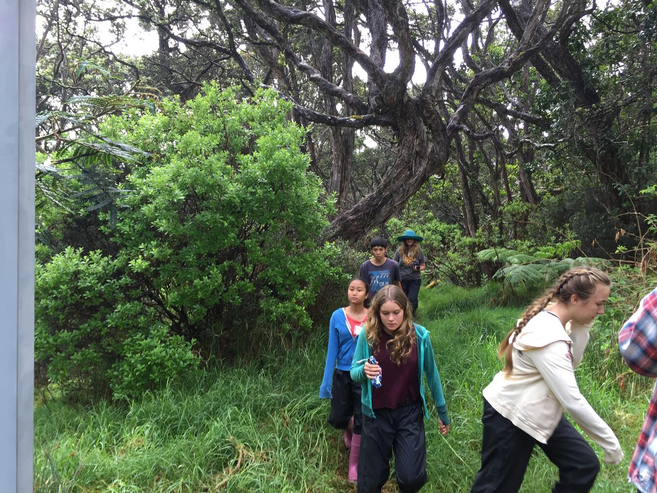Teaching change participants help check mistnets for birds at Hakalau Forest National Wildlife Refuge