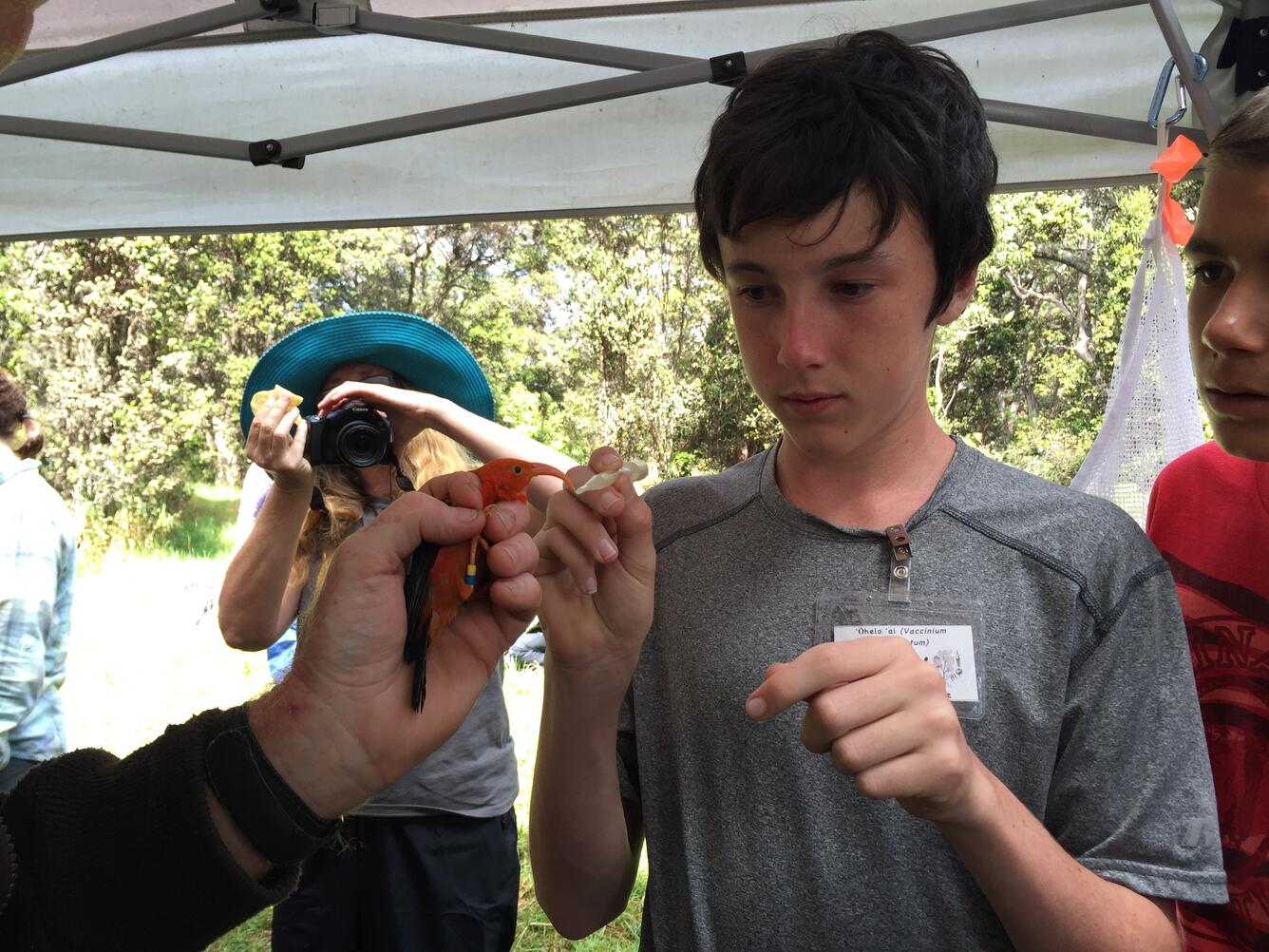 Student feeds a recently banded bird at Hakalau Forest National Wildlife Refuge