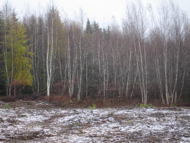 Woodcock habitat