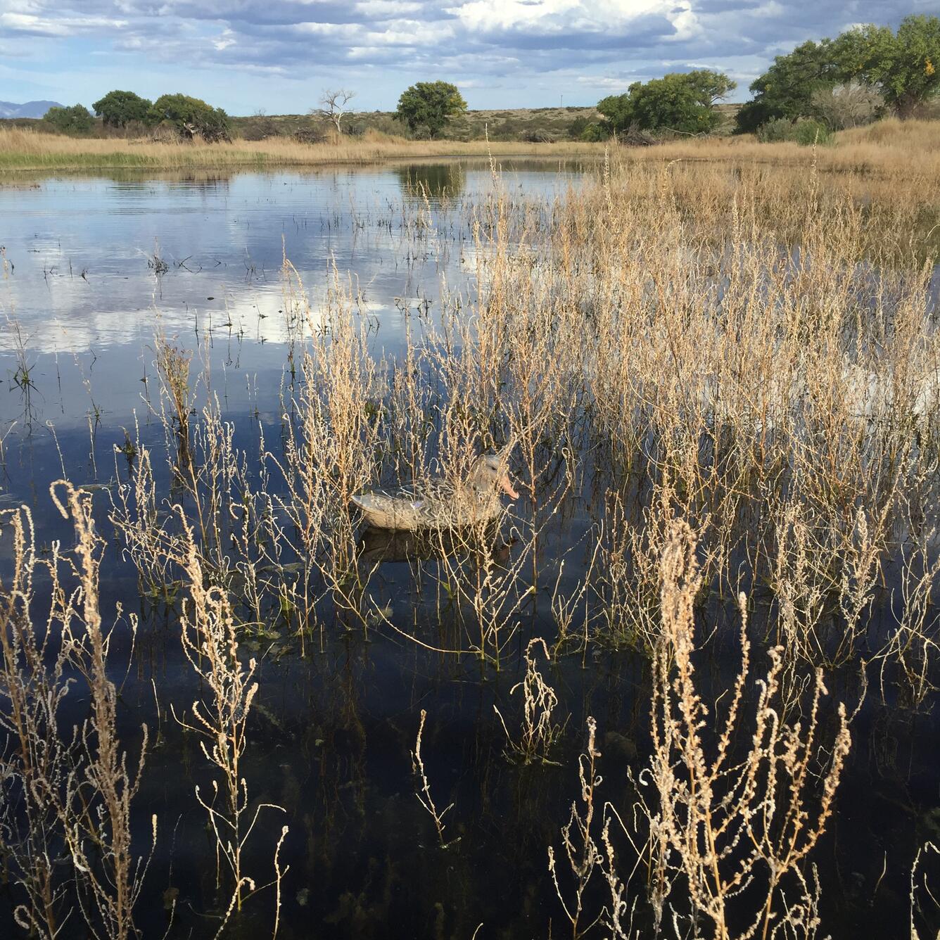 NM Boys and Girls Ranch Wetlands Hydrologic Assessment: An Interagency Pilot Program