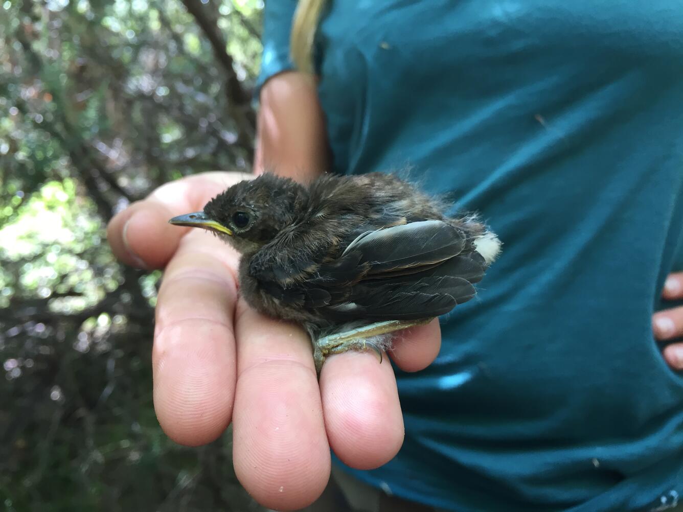 Elepai'o fledgling