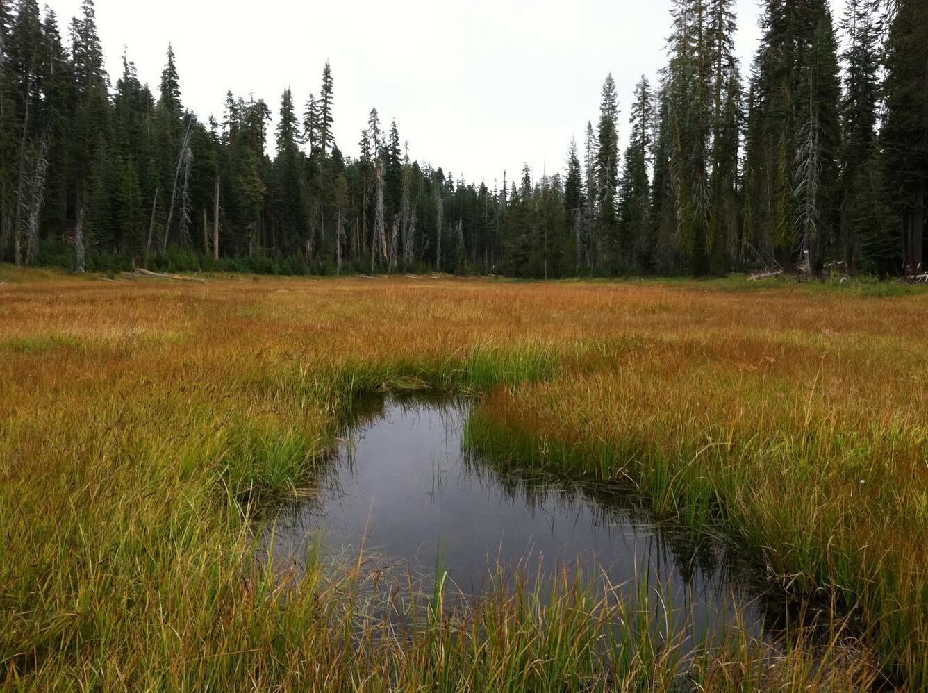 Drosera Fen, Yosemite National Park