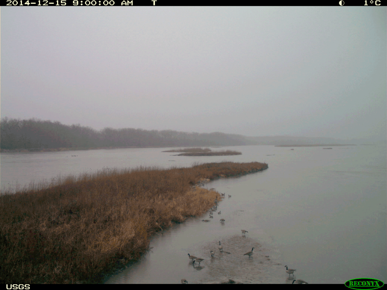 Birds on a sand bar in the Lower Platte River, NE
